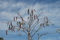 Leucaena leucocephala