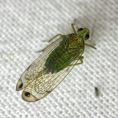 Lophopidae