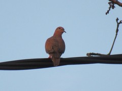 Streptopelia senegalensis