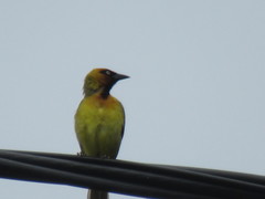 Ploceus brachypterus