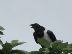 Corvus albus