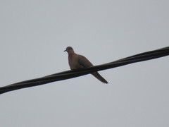 Streptopelia senegalensis