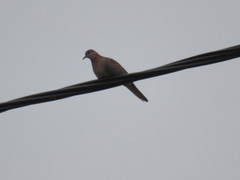 Streptopelia senegalensis