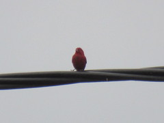 Lagonosticta senegala