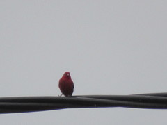 Lagonosticta senegala