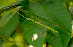 Marmessoidea quadriguttata