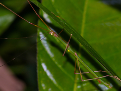 Marmessoidea quadriguttata