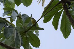 Todirostrum maculatum