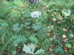 Seseli condensatum