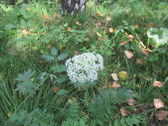 Seseli condensatum