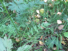 Seseli condensatum