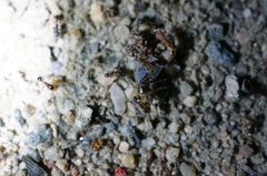 Tetramorium tsushimae