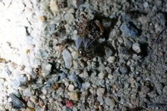 Tetramorium tsushimae