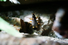 Chlaenius posticalis