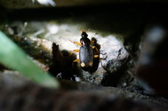 Chlaenius posticalis