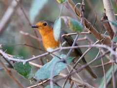 Erithacus rubecula