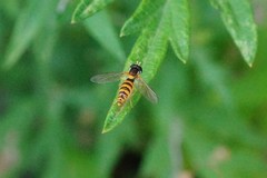 Sphaerophoria menthastri