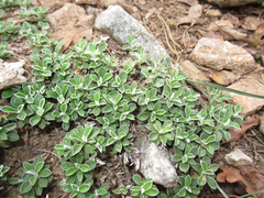 Antennaria marginata