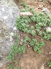 Antennaria marginata