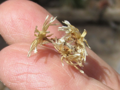 Antennaria marginata