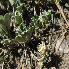 Antennaria marginata