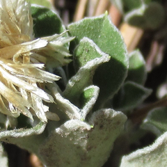 Antennaria marginata