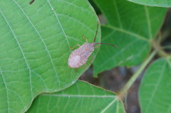 Homoeocerus dilatatus