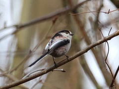 Aegithalos caudatus