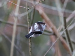 Aegithalos caudatus