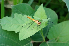 Sympetrum kunckeli