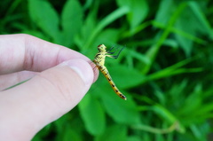 Sympetrum kunckeli