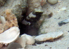 Cryptocentrus maudae