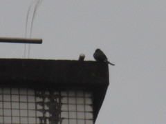 Dicrurus macrocercus