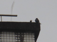 Dicrurus macrocercus