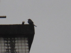 Dicrurus macrocercus