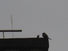 Dicrurus macrocercus