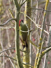 Picus viridis
