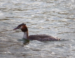 Podiceps cristatus
