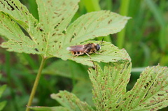 Stratiomys longicornis