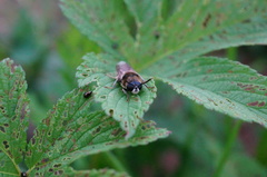 Stratiomys longicornis
