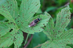 Stratiomys longicornis