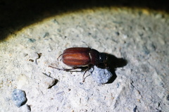 Holotrichia parallela