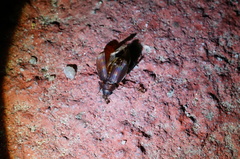 Tetramorium tsushimae