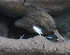 Pheidole sykesii