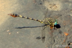 Paragomphus lineatus