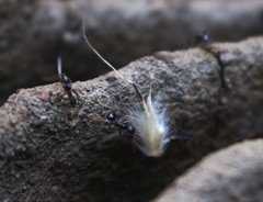 Pheidole sykesii