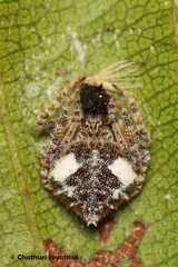 Eriovixia laglaizei