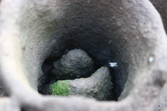 Pheidole sykesii