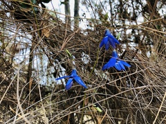 Conanthera trimaculata