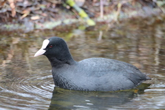 Fulica atra